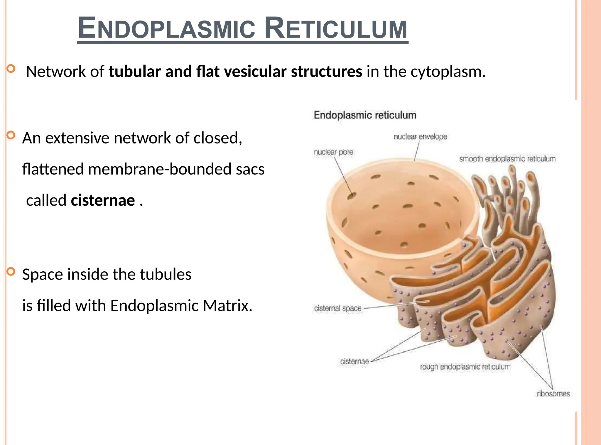 ENDOPLASMIC RETICULUM
 Network of tubular and flat vesicular structures in the cytoplasm.
 An extensive network of closed,
flattened membrane-bounded sacs
called cisternae .
 Space inside the tubules
is filled with Endoplasmic Matrix.
 