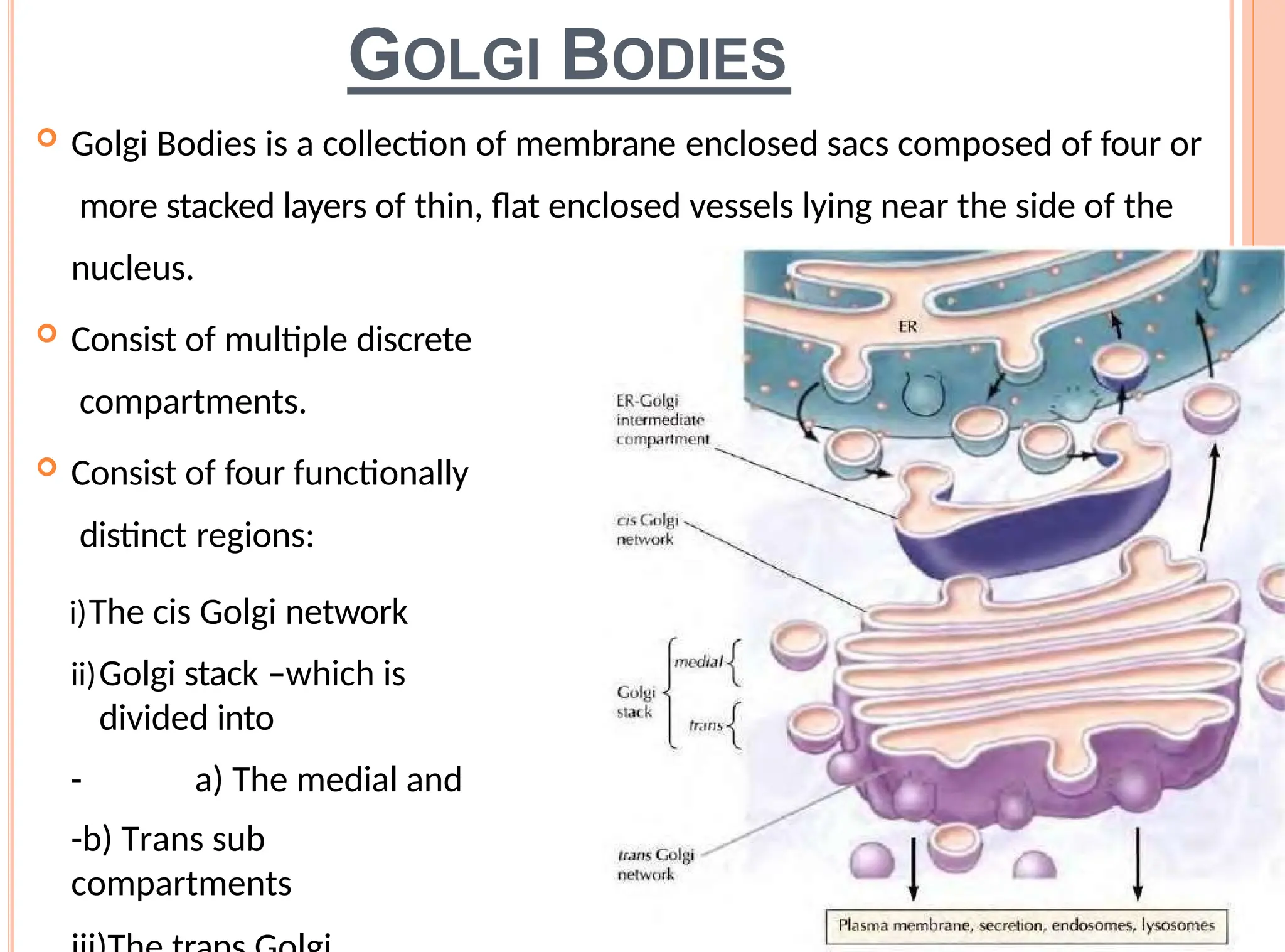 GOLGI BODIES
 Golgi Bodies is a collection of membrane enclosed sacs composed of four or
more stacked layers of thin, flat enclosed vessels lying near the side of the
nucleus.
 Consist of multiple discrete
compartments.
 Consist of four functionally
distinct regions:
i)The cis Golgi network
ii)Golgi stack –which is
divided into
- a) The medial and
-b) Trans sub
compartments
 