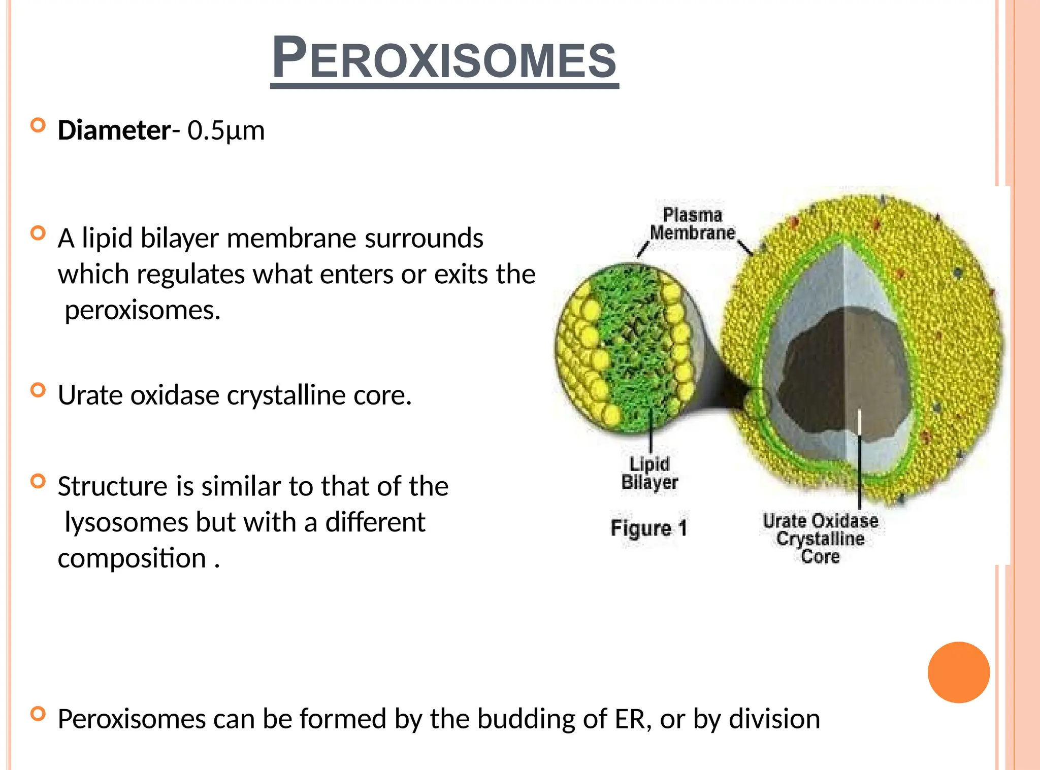 PEROXISOMES
 Diameter- 0.5µm
 A lipid bilayer membrane surrounds
which regulates what enters or exits the
peroxisomes.
 Urate oxidase crystalline core.
 Structure is similar to that of the
lysosomes but with a different
composition .
chemical
 Peroxisomes can be formed by the budding of ER, or by division
 