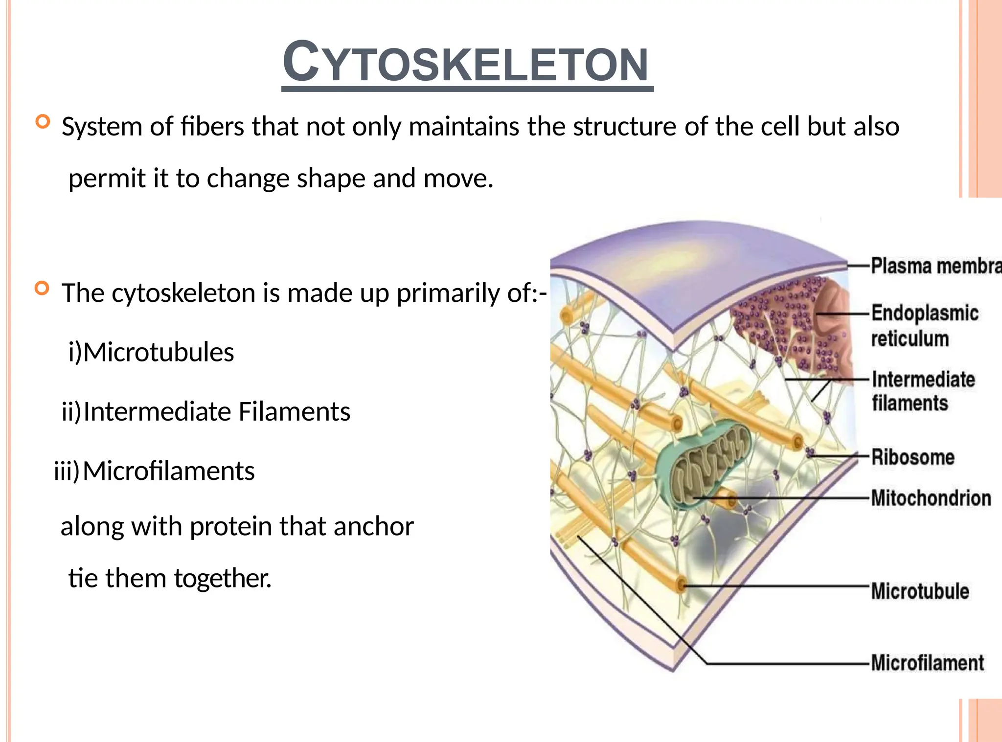 CYTOSKELETON
 System of fibers that not only maintains the structure of the cell but also
permit it to change shape and move.
 The cytoskeleton is made up primarily of:-
i)Microtubules
ii)Intermediate Filaments
iii)Microfilaments
along with protein that anchor
tie them together.
and
 