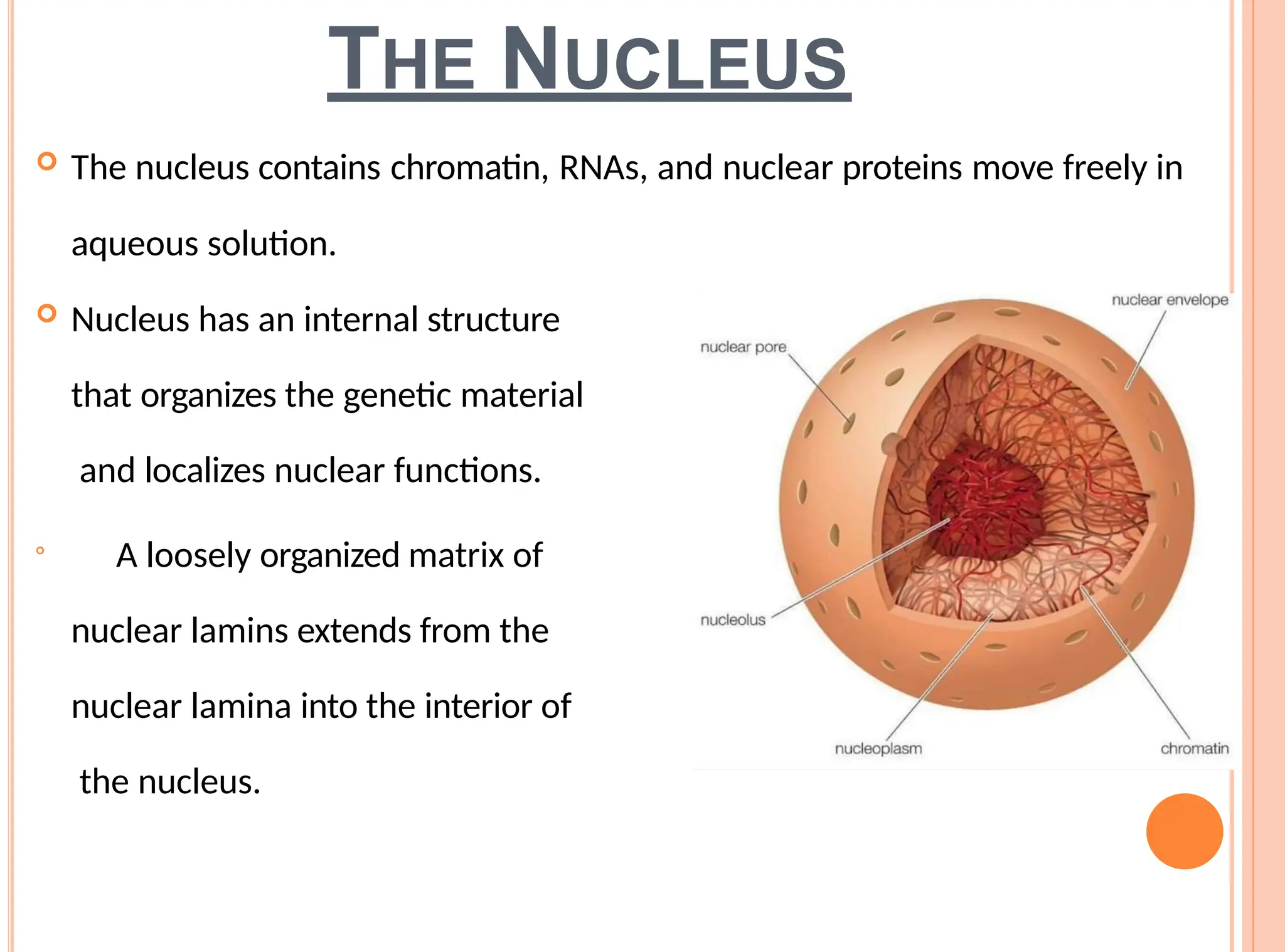THE NUCLEUS
 The nucleus contains chromatin, RNAs, and nuclear proteins move freely in
aqueous solution.
 Nucleus has an internal structure
that organizes the genetic material
and localizes nuclear functions.

A loosely organized matrix of
nuclear lamins extends from the
nuclear lamina into the interior of
the nucleus.
 