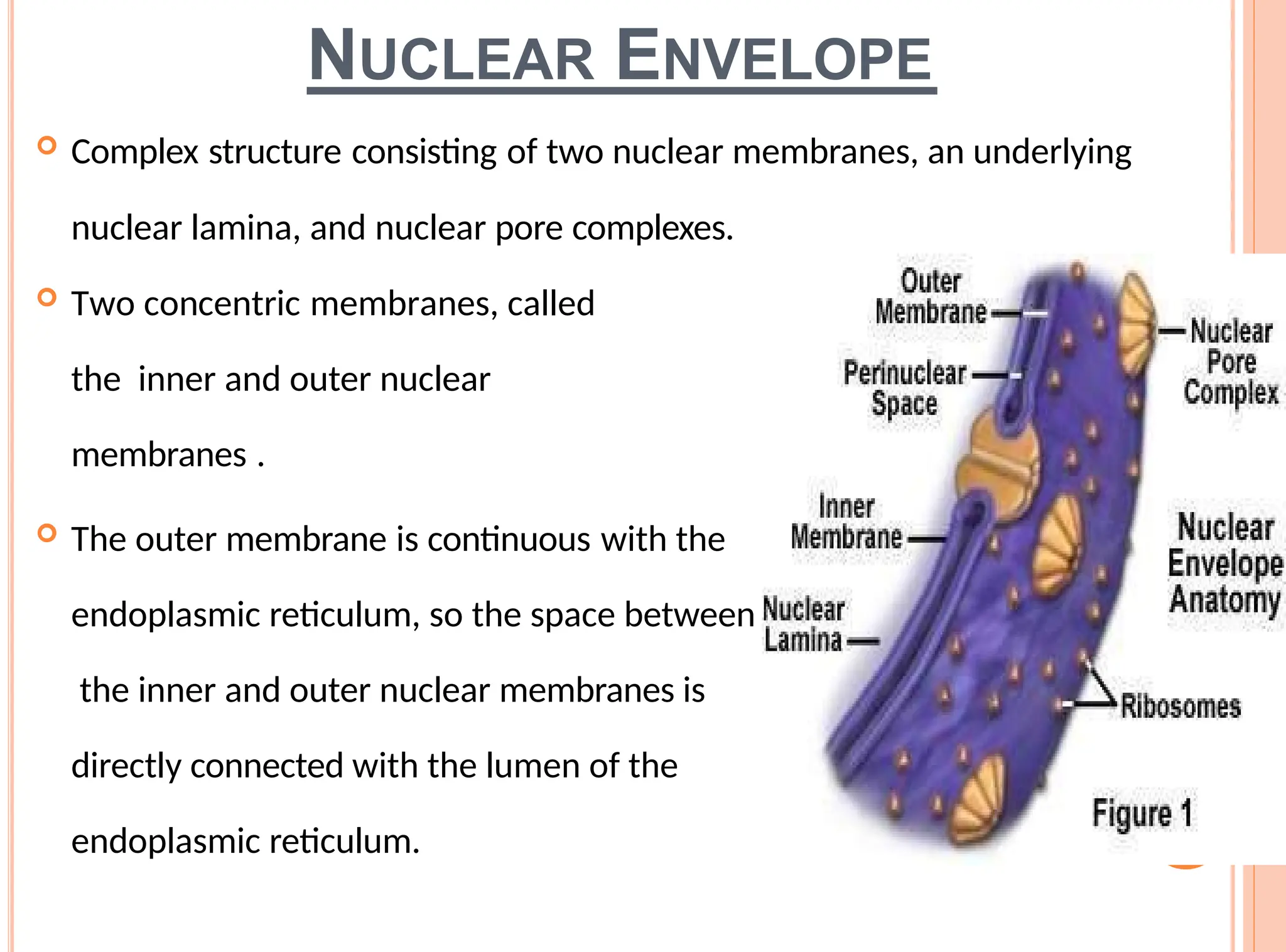 NUCLEAR ENVELOPE
 Complex structure consisting of two nuclear membranes, an underlying
nuclear lamina, and nuclear pore complexes.
 Two concentric membranes, called
the inner and outer nuclear
membranes .
 The outer membrane is continuous with the
endoplasmic reticulum, so the space between
the inner and outer nuclear membranes is
directly connected with the lumen of the
endoplasmic reticulum.
 