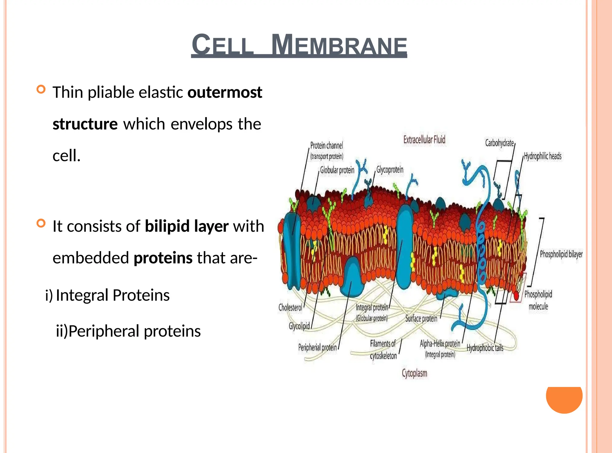 CELL MEMBRANE
 Thin pliable elastic outermost
structure which envelops the
cell.
 It consists of bilipid layer with
embedded proteins that are-
i)Integral Proteins
ii)Peripheral proteins
 