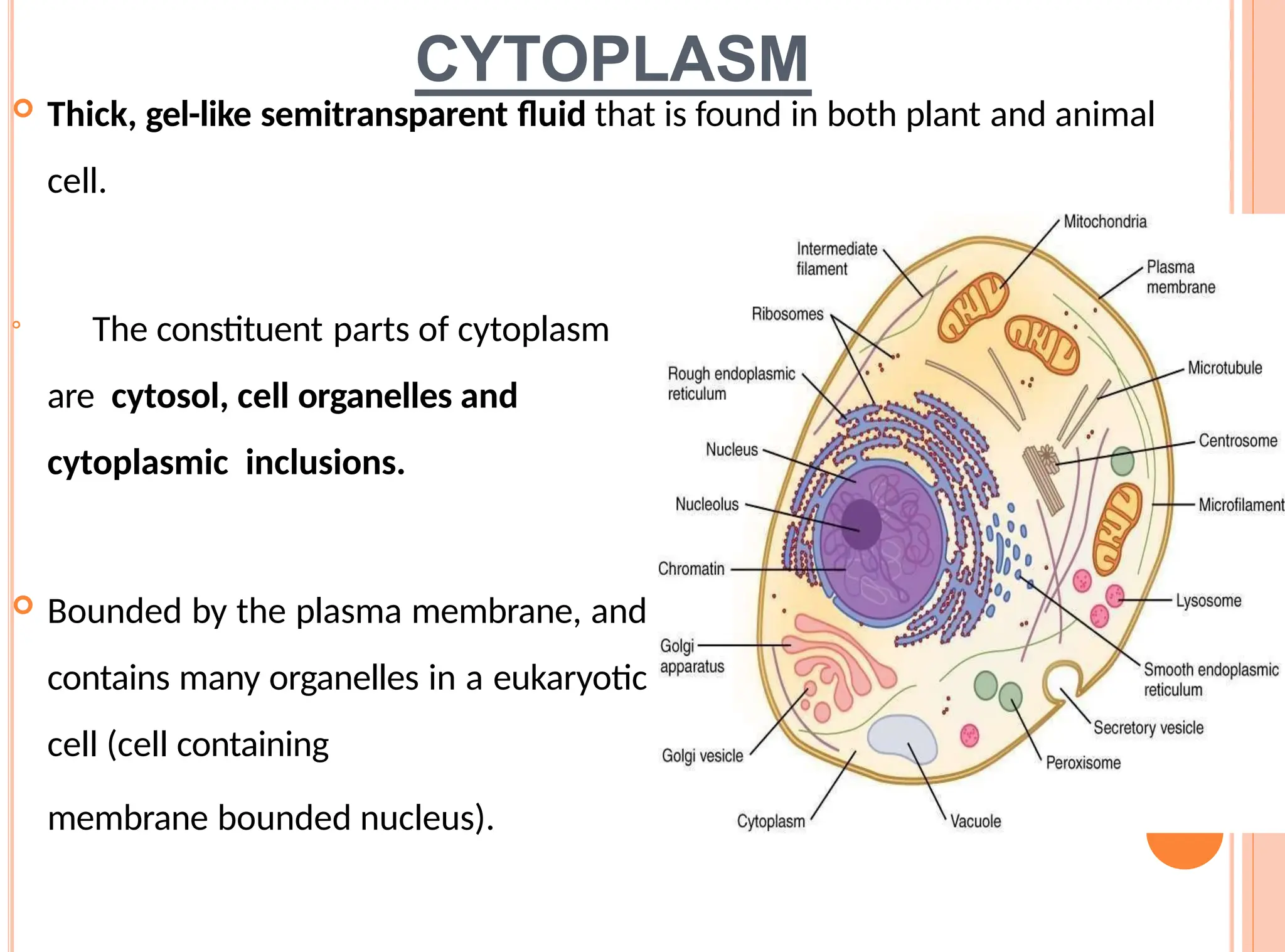 CYTOPLASM
 Thick, gel-like semitransparent fluid that is found in both plant and animal
cell.

The constituent parts of cytoplasm
are cytosol, cell organelles and
cytoplasmic inclusions.
 Bounded by the plasma membrane, and
contains many organelles in a eukaryotic
cell (cell containing
membrane bounded nucleus).
 