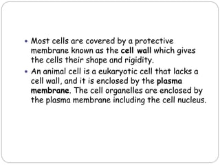  Most cells are covered by a protective
membrane known as the cell wall which gives
the cells their shape and rigidity.
 An animal cell is a eukaryotic cell that lacks a
cell wall, and it is enclosed by the plasma
membrane. The cell organelles are enclosed by
the plasma membrane including the cell nucleus.
 
