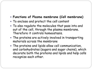  Functions of Plasma membrane (Cell membrane)
 To enclose and protect the cell content
 To also regulate the molecules that pass into and
out of the cell, through the plasma membrane.
Therefore it controls homeostasis.
 The proteins are actively involved in transporting
materials across the membrane
 The proteins and lipids allow cell communication,
and carbohydrates (sugars and sugar chains), which
decorate both the proteins and lipids and help cells
recognize each other.
 