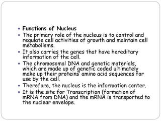  Functions of Nucleus
 The primary role of the nucleus is to control and
regulate cell activities of growth and maintain cell
metabolisms.
 It also carries the genes that have hereditary
information of the cell.
 The chromosomal DNA and genetic materials,
which are made up of genetic coded ultimately
make up their proteins’ amino acid sequences for
use by the cell.
 Therefore, the nucleus is the information center.
 It is the site for Transcription (formation of
mRNA from DNA) and the mRNA is transported to
the nuclear envelope.
 