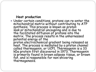 Heat production
 Under certain conditions, protons can re-enter the
mitochondrial matrix without contributing to ATP
synthesis. This process is known as proton
leak or mitochondrial uncoupling and is due to
the facilitated diffusion of protons into the
matrix. The process results in the unharnessed
potential energy of the
proton electrochemical gradient being released as
heat. The process is mediated by a proton channel
called thermogenin, or UCP1. Thermogenin is a 33
kDa protein first discovered in 1973. Thermogenin
is primarily found in brown adipose tissue, or brown
fat, and is responsible for non-shivering
thermogenesis.
 