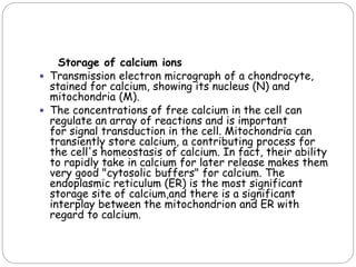 Storage of calcium ions
 Transmission electron micrograph of a chondrocyte,
stained for calcium, showing its nucleus (N) and
mitochondria (M).
 The concentrations of free calcium in the cell can
regulate an array of reactions and is important
for signal transduction in the cell. Mitochondria can
transiently store calcium, a contributing process for
the cell's homeostasis of calcium. In fact, their ability
to rapidly take in calcium for later release makes them
very good "cytosolic buffers" for calcium. The
endoplasmic reticulum (ER) is the most significant
storage site of calcium,and there is a significant
interplay between the mitochondrion and ER with
regard to calcium.
 