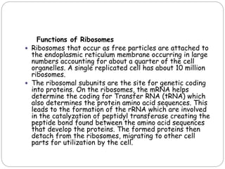 Functions of Ribosomes
 Ribosomes that occur as free particles are attached to
the endoplasmic reticulum membrane occurring in large
numbers accounting for about a quarter of the cell
organelles. A single replicated cell has about 10 million
ribosomes.
 The ribosomal subunits are the site for genetic coding
into proteins. On the ribosomes, the mRNA helps
determine the coding for Transfer RNA (tRNA) which
also determines the protein amino acid sequences. This
leads to the formation of the rRNA which are involved
in the catalyzation of peptidyl transferase creating the
peptide bond found between the amino acid sequences
that develop the proteins. The formed proteins then
detach from the ribosomes, migrating to other cell
parts for utilization by the cell.
 