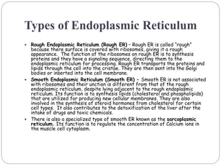 Types of Endoplasmic Reticulum
 Rough Endoplasmic Reticulum (Rough ER) – Rough ER is called “rough”
because there surface is covered with ribosomes, giving it a rough
appearance. The function of the ribosomes on rough ER is to synthesis
proteins and they have a signaling sequence, directing them to the
endoplasmic reticulum for processing. Rough ER transports the proteins and
lipids through the cell into the cristae. They are then sent into the Golgi
bodies or inserted into the cell membrane.
 Smooth Endoplasmic Reticulum (Smooth ER) – Smooth ER is not associated
with ribosomes and their unction is different from that of the rough
endoplasmic reticulum, despite lying adjacent to the rough endoplasmic
reticulum. Its function is to synthesis lipids (cholesterol and phospholipids)
that are utilized for producing new cellular membranes. They are also
involved in the synthesis of steroid hormones from cholesterol for certain
cell types. It also contributes to the detoxification of the liver after the
intake of drugs and toxic chemicals.
 There is also a specialized type of smooth ER known as the sarcoplasmic
reticulum. Its function is to regulate the concentration of Calcium ions in
the muscle cell cytoplasm.
 