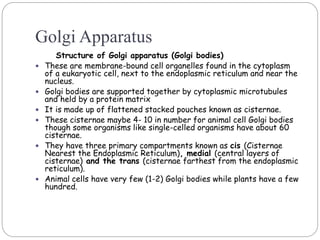 Golgi Apparatus
Structure of Golgi apparatus (Golgi bodies)
 These are membrane-bound cell organelles found in the cytoplasm
of a eukaryotic cell, next to the endoplasmic reticulum and near the
nucleus.
 Golgi bodies are supported together by cytoplasmic microtubules
and held by a protein matrix
 It is made up of flattened stacked pouches known as cisternae.
 These cisternae maybe 4- 10 in number for animal cell Golgi bodies
though some organisms like single-celled organisms have about 60
cisternae.
 They have three primary compartments known as cis (Cisternae
Nearest the Endoplasmic Reticulum), medial (central layers of
cisternae) and the trans (cisternae farthest from the endoplasmic
reticulum).
 Animal cells have very few (1-2) Golgi bodies while plants have a few
hundred.
 