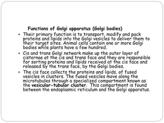 Functions of Golgi apparatus (Golgi bodies)
 Their primary function is to transport, modify and pack
proteins and lipids into the Golgi vesicles to deliver them to
their target sites. Animal cells contain one or more Golgi
bodies while plants have a few hundred.
 Cis and trans Golgi network make up the outer layer of
cisternae at the cis and trans face and they are responsible
for sorting proteins and lipids received at the cis face and
released by the trans face, by the Golgi bodies.
 The cis face collects the proteins and lipids, of fused
vesicles in clusters. The fused vesicles move along the
microtubules through a specialized compartment known as
the vesicular-tubular cluster. This compartment is found
between the endoplasmic reticulum and the Golgi apparatus.
 