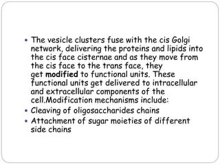 The vesicle clusters fuse with the cis Golgi
network, delivering the proteins and lipids into
the cis face cisternae and as they move from
the cis face to the trans face, they
get modified to functional units. These
functional units get delivered to intracellular
and extracellular components of the
cell.Modification mechanisms include:
 Cleaving of oligosaccharides chains
 Attachment of sugar moieties of different
side chains
 