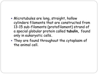  Microtubules are long, straight, hollow
cylinders filaments that are constructed from
13-15 sub-filaments (protofilament) strand of
a special globular protein called tubulin, found
only in eukaryotic cells.
 They are found throughout the cytoplasm of
the animal cell.
 