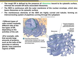 Difference Between Ser And Rer Structure of cell | PPTX