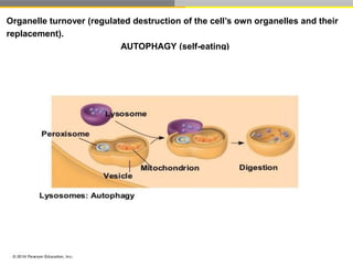 Structure of cell | PPTX