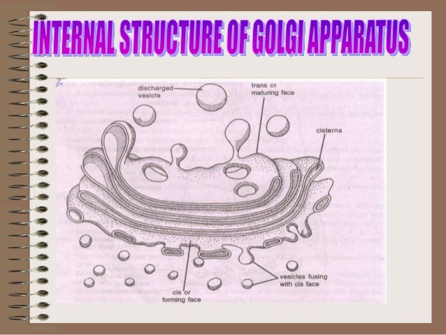 Structure of cell by Avinash Nayak