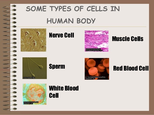 Diagram Of Nerve Cell Organelles