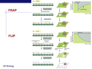 Structure of cell membrane and Transport | PPT