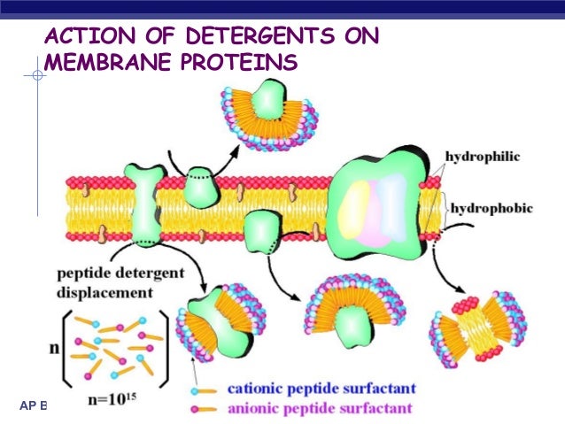 effect of detergent concentration on membrane Effect of salt on cell membranes lab cell 2 which salt concentration(s) had the least effect on the beet membrane how did you arrive at this conclusion. effect of detergent concentration on membrane Effect of salt on cell membranes lab cell 2 which salt concentration(s) had the least effect on the beet membrane how did you arrive at this conclusion.