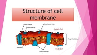 Structure of cell
membrane
Cell membrane
 