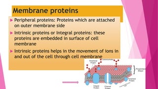 Membrane proteins
 Peripheral proteins: Proteins which are attached
on outer membrane side
 Intrinsic proteins or Integral proteins: these
proteins are embedded in surface of cell
membrane
 Intrinsic proteins helps in the movement of ions in
and out of the cell through cell membrane
 
