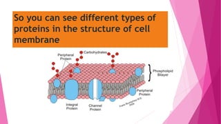 So you can see different types of
proteins in the structure of cell
membrane
 