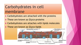 Carbohydrates in cell
membrane
 Carbohydrates are attached with the proteins
 These are known as Glyco-proteins
 Carbohydrates are attaches with lipids molecules
 These are known as Glyco-lipids
 