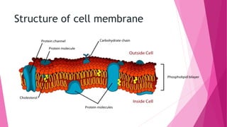 Structure of cell membrane
 