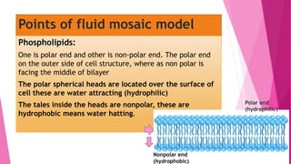 Points of fluid mosaic model
Phospholipids:
One is polar end and other is non-polar end. The polar end
on the outer side of cell structure, where as non polar is
facing the middle of bilayer
The polar spherical heads are located over the surface of
cell these are water attracting (hydrophilic)
The tales inside the heads are nonpolar, these are
hydrophobic means water hatting.
Polar end
(hydrophilic)
Nonpolar end
(hydrophobic)
 