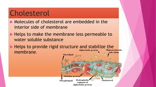 Cholesterol
 Molecules of cholesterol are embedded in the
interior side of membrane
 Helps to make the membrane less permeable to
water soluble substance
 Helps to provide rigid structure and stabilize the
membrane.
 