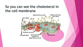 So you can see the cholesterol in
the cell membrane
 