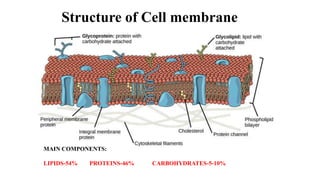 structure of cell membrane.pptx