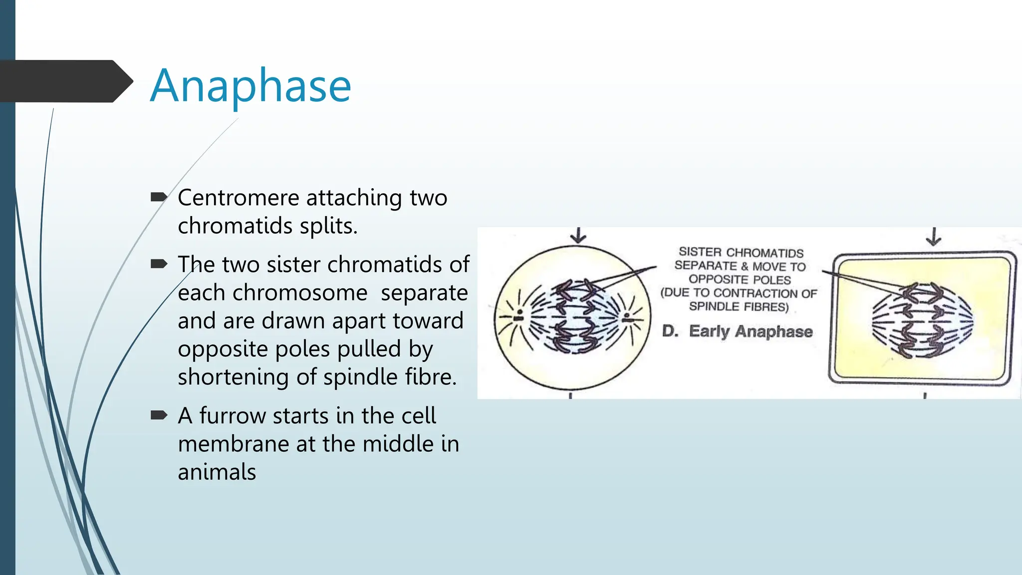 structure of chromosome ,cell cycle and cell.pptx