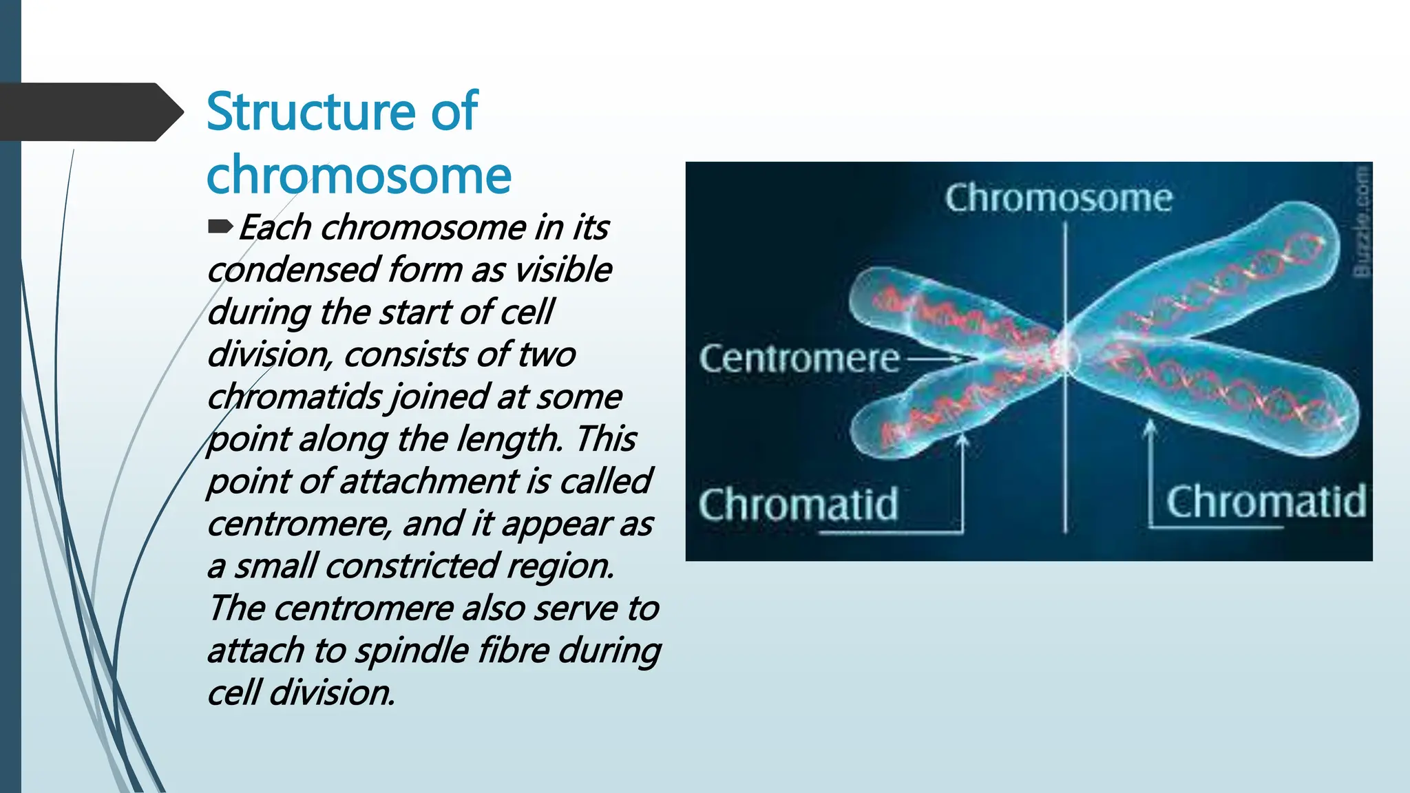 structure of chromosome ,cell cycle and cell.pptx