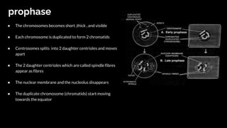 Structure of chromosome cell cycle and cell division Biology Diagrams