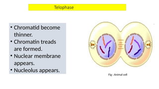 Structure of Chromosome, Cell cycle and Cell Division.pptx