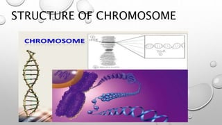 STRUCTURE OF CHROMOSOME
 