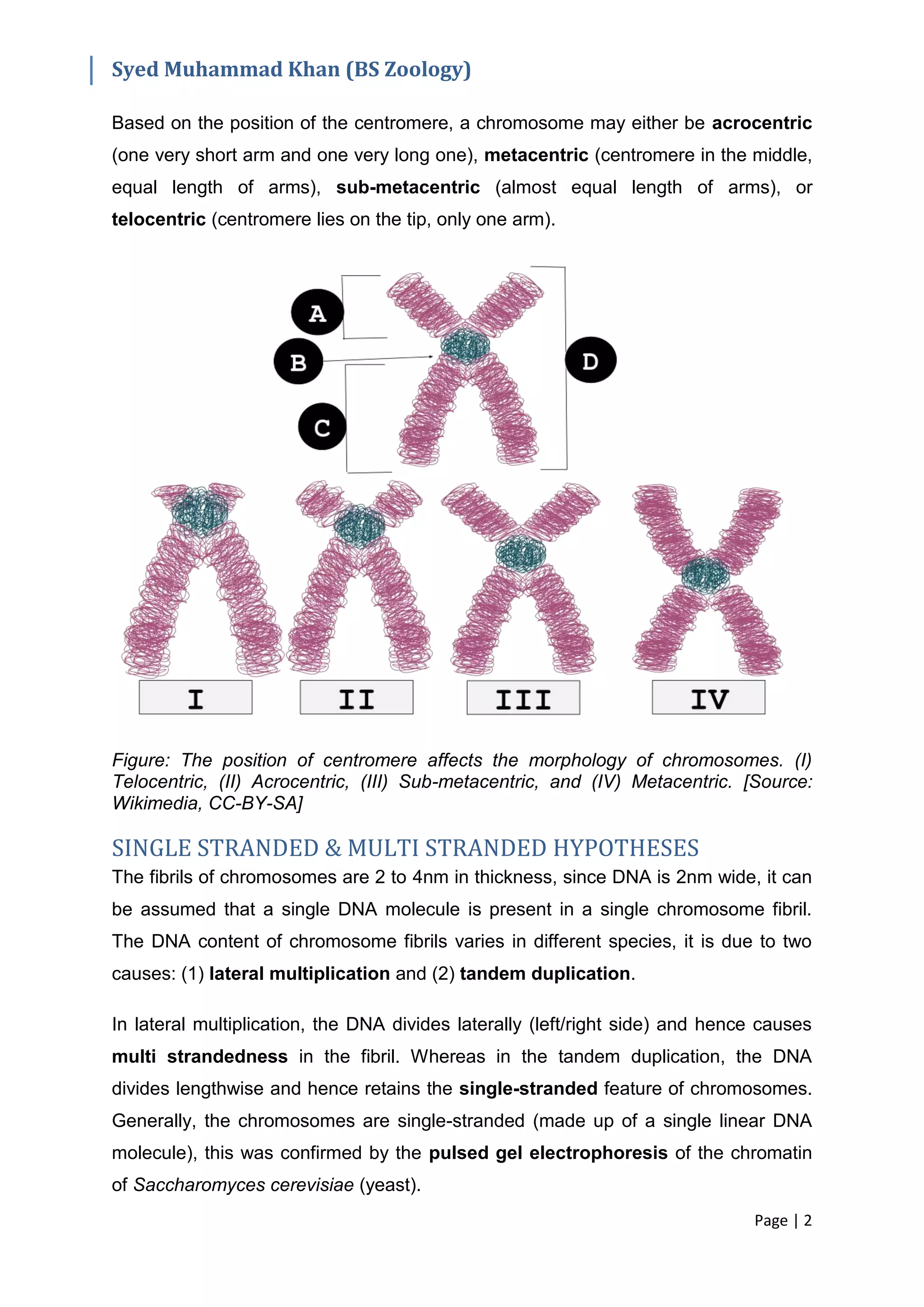 Structure of Chromosomes | PDF
