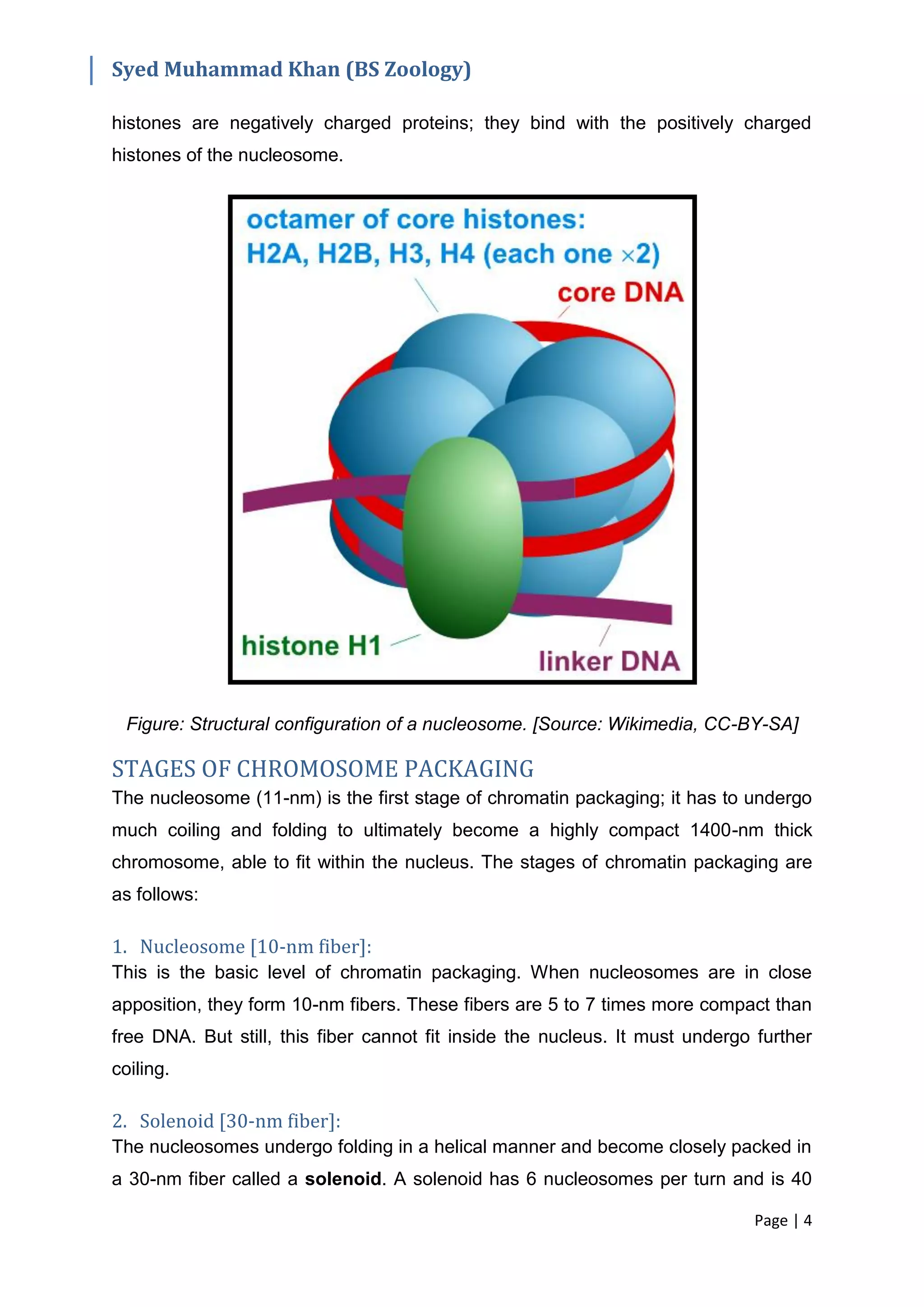 Structure of Chromosomes | PDF