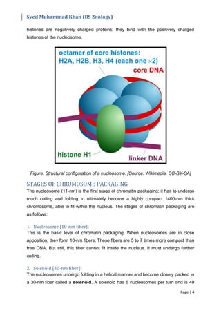 Structure of Chromosomes | PDF