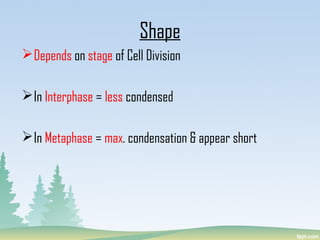 Depends on stage of Cell Division
In Interphase = less condensed
In Metaphase = max. condensation & appear short
Shape
 