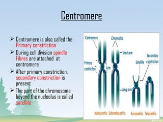  Centromere is also called the
Primary constriction
 During cell division spindle
Fibres are attached at
centromere
 After primary constriction,
secondary constriction is
present
 The part of the chromosome
beyond the nucleolus is called
satellite
Centromere
 