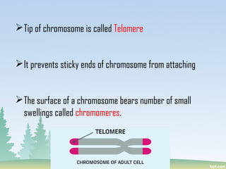 Tip of chromosome is called Telomere
It prevents sticky ends of chromosome from attaching
The surface of a chromosome bears number of small
swellings called chromomeres.
 