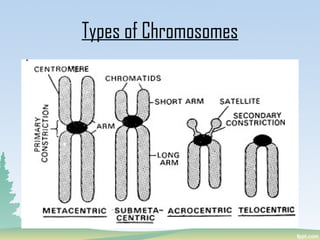 Types of Chromosomes
 
