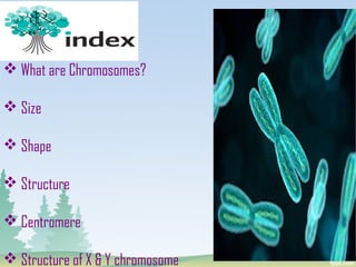  What are Chromosomes?
 Size
 Shape
 Structure
 Centromere
 Structure of X & Y chromosome
 