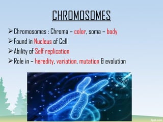 Chromosomes : Chroma – color, soma – body
Found in Nucleus of Cell
Ability of Self replication
Role in – heredity, variation, mutation & evolution
CHROMOSOMES
 