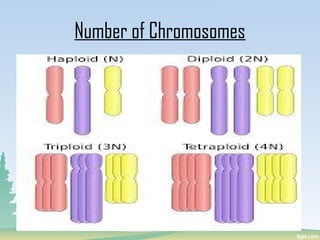 Number of Chromosomes
 