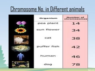 Chromosome No. in Different animals
 